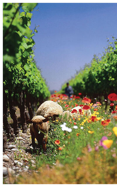 Sheep graze between the rows at Cono Sur Vineyards in Chile. (Photo by Cono Sur Vineyards and Winery.)