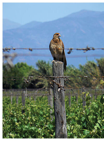 A falcon perches on a fencepost and hunts insects in a Chilean vineyard. (Photo by Andrés Muñoz-Sáez.)