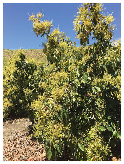 A flowering avocado tree shown against a hillside backdrop. (Photo by Gordon Frankie.)